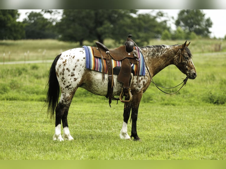 Pony of the Americas Mare 8 years Chestnut in Quitman