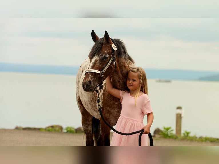 Pony of the Americas Mare 8 years Chestnut in Quitman