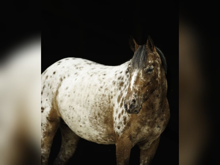 Pony of the Americas Mare 8 years Chestnut in Quitman