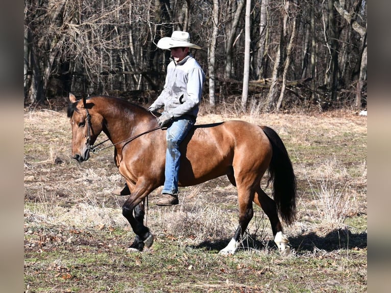 Pony of the Americas Mare 9 years 13,2 hh Dun in Sturgis MI