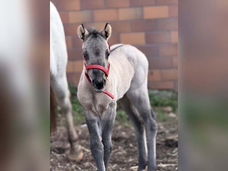 Pony of the Americas Mare Foal (01/2026) 14.1 hh Grullo in Quitzdorf am See