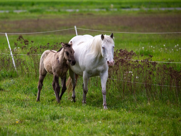 Pony of the Americas Mare Foal (01/2026) 14.1 hh Grullo in Quitzdorf am See