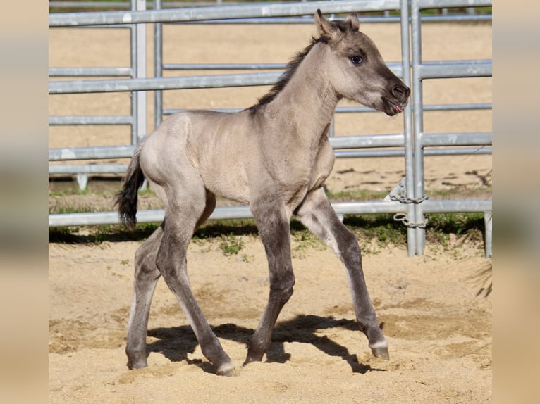 Pony of the Americas Mare Foal (01/2026) 14.1 hh Grullo in Quitzdorf am See