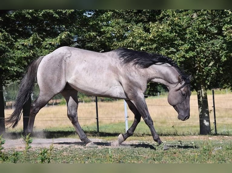 Pony of the Americas Mare Foal (01/2026) 14.1 hh Grullo in Quitzdorf am See