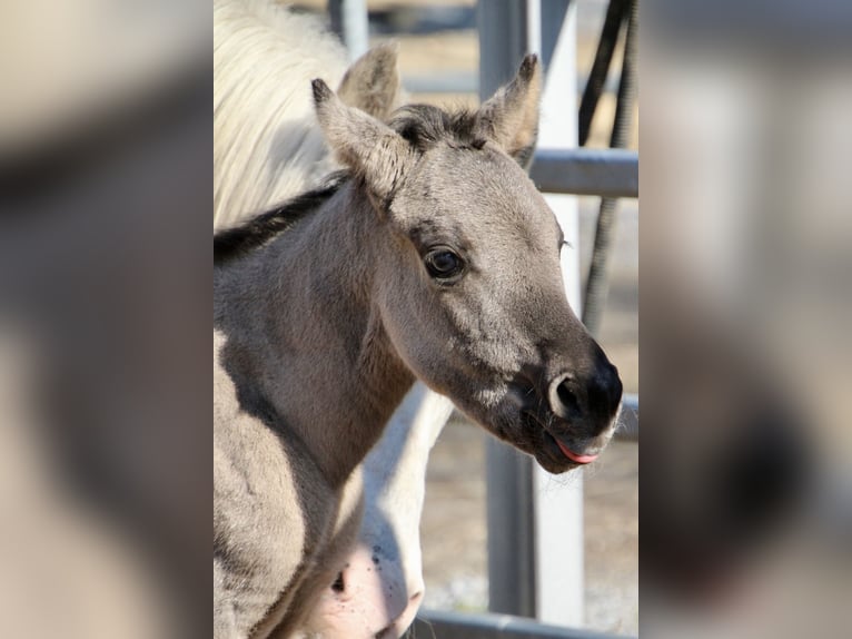 Pony of the Americas Mare Foal (01/2026) 14.1 hh Grullo in Quitzdorf am See