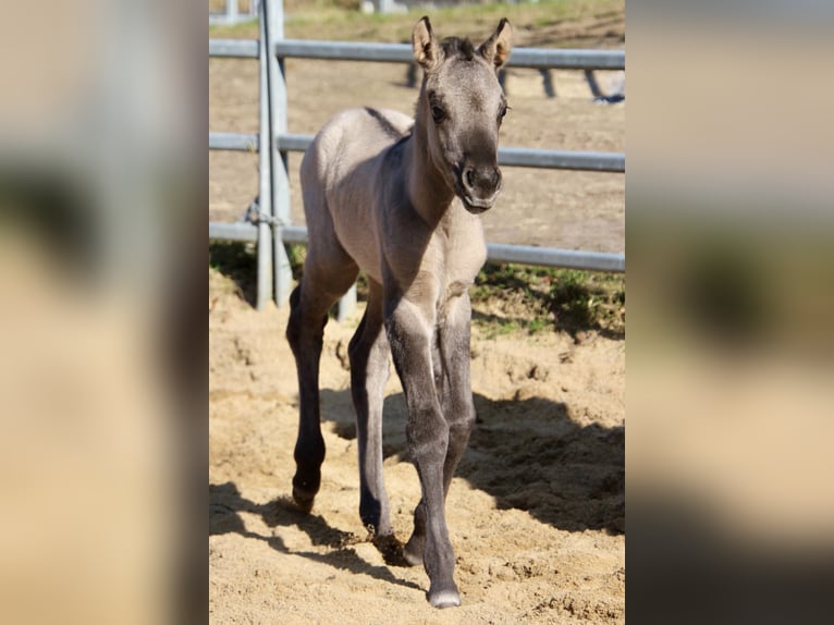 Pony of the Americas Mare Foal (01/2026) 14,1 hh Grullo in Quitzdorf am See