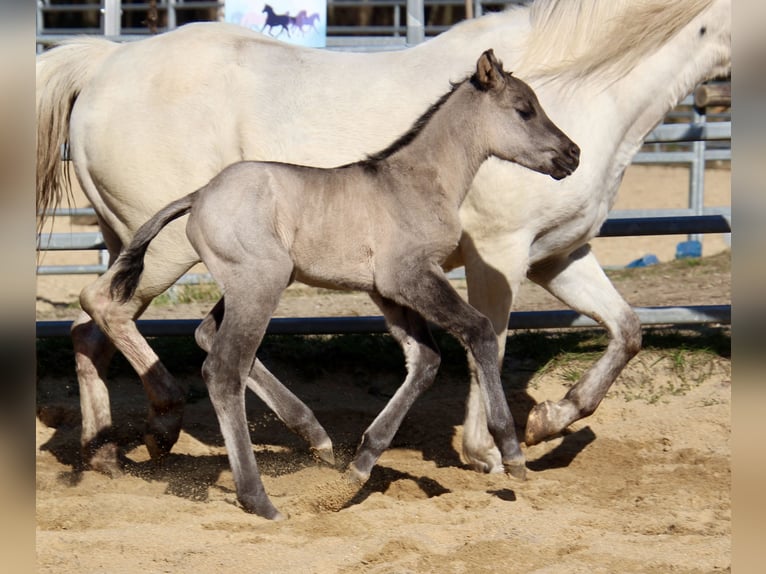 Pony of the Americas Mare Foal (01/2026) 14,1 hh Grullo in Quitzdorf am See