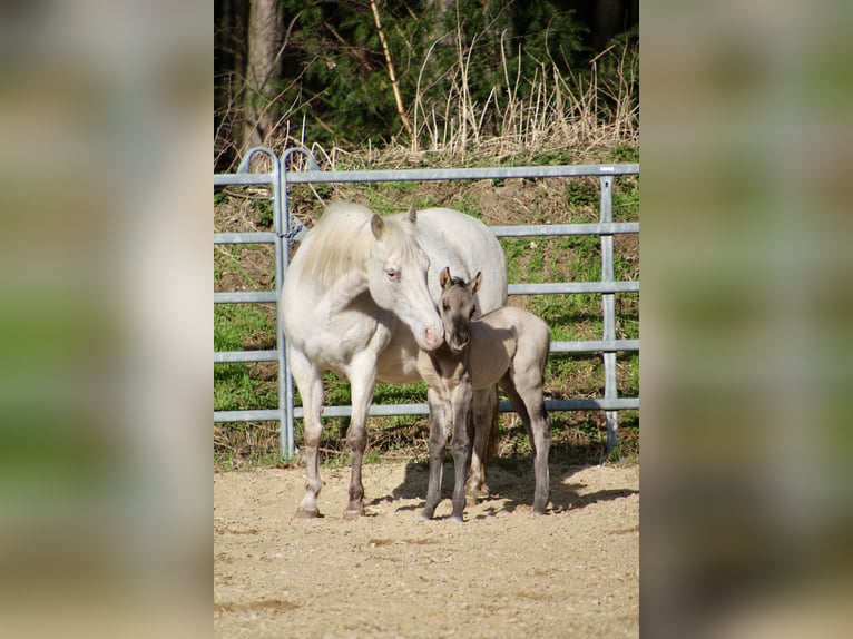 Pony of the Americas Mare Foal (01/2026) 14,1 hh Grullo in Quitzdorf am See