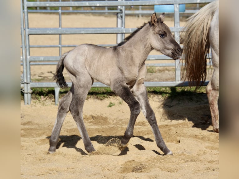 Pony of the Americas Mare Foal (01/2026) 14,1 hh Grullo in Quitzdorf am See
