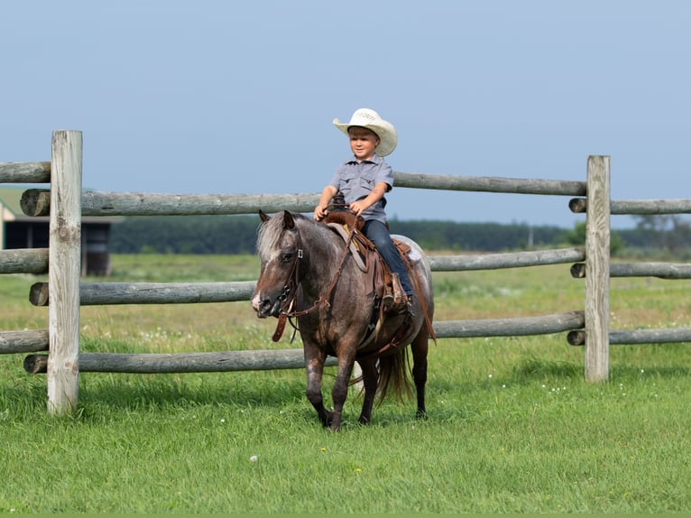 Pony of the Americas Merrie 11 Jaar 114 cm Roan-Bay in Nevis