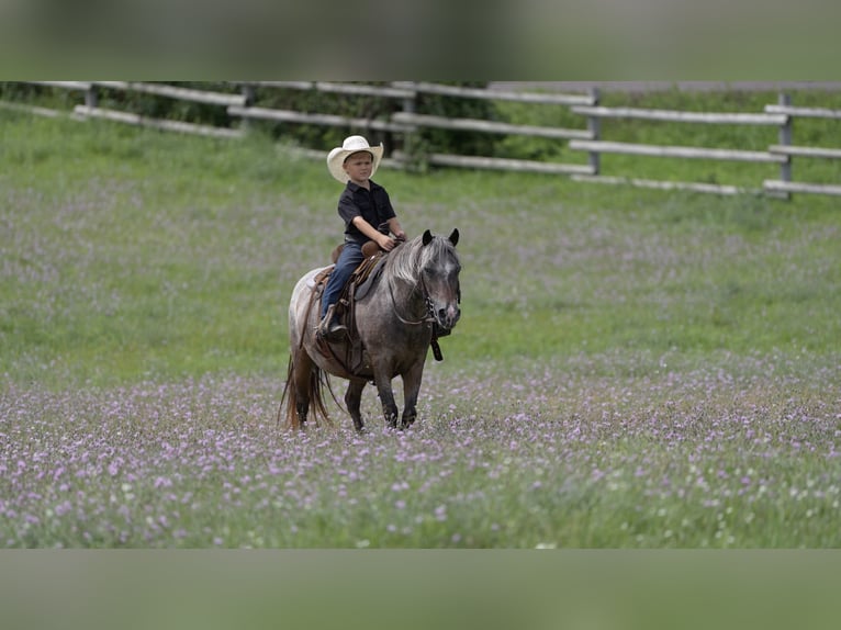 Pony of the Americas Merrie 11 Jaar 114 cm Roan-Bay in Nevis