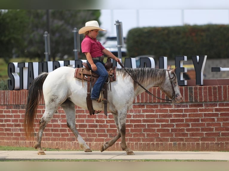 Pony of the Americas Merrie 11 Jaar in Joshua, TX