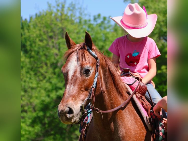 Pony of the Americas Merrie 12 Jaar 132 cm Donkere-vos in Howell