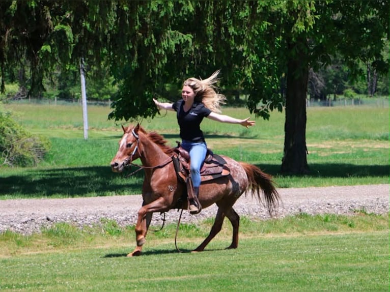 Pony of the Americas Merrie 12 Jaar 132 cm Donkere-vos in Howell