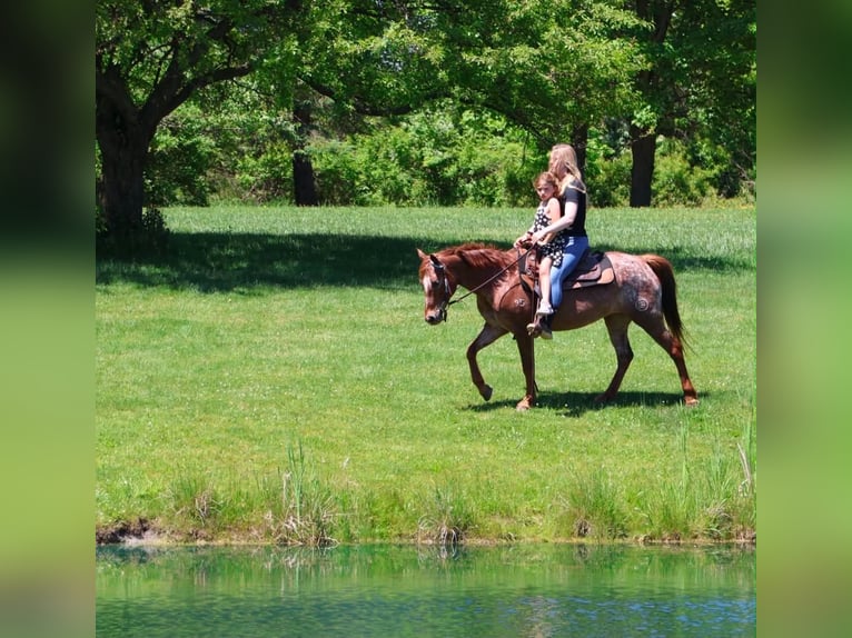 Pony of the Americas Merrie 12 Jaar 132 cm Donkere-vos in Howell