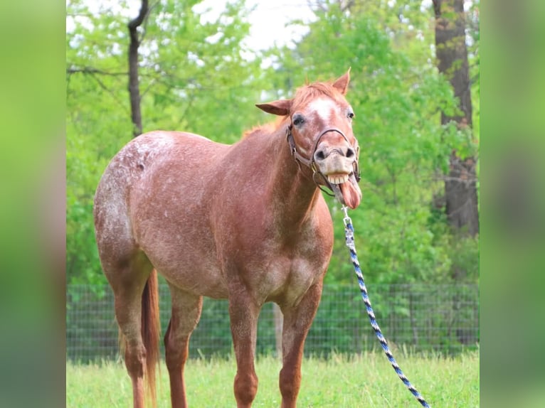 Pony of the Americas Merrie 12 Jaar 132 cm Donkere-vos in Howell