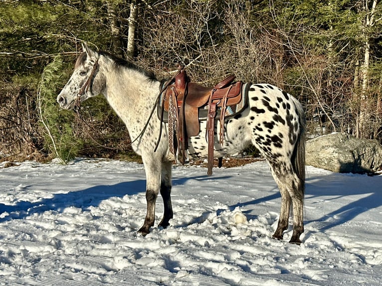 Pony of the Americas Merrie 12 Jaar 135 cm in Granville