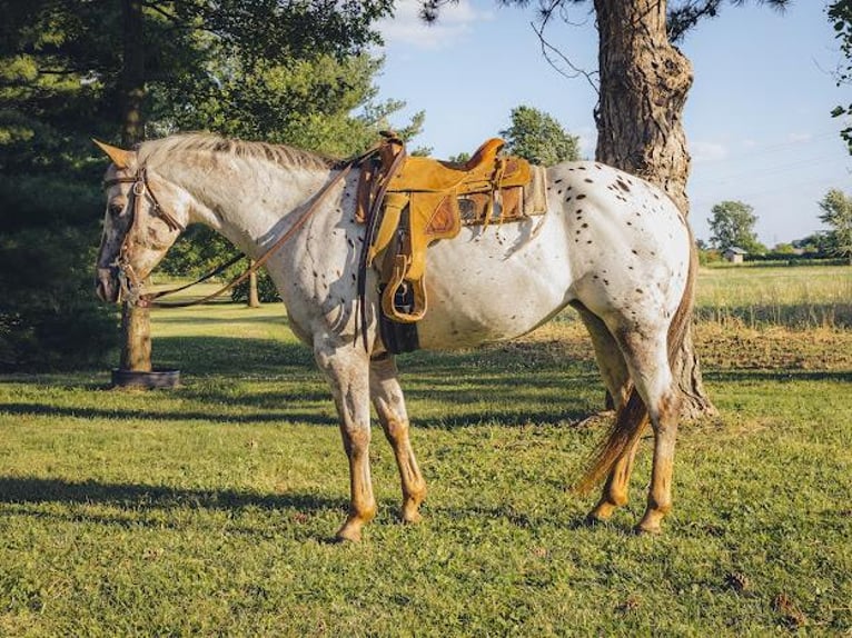 Pony of the Americas Merrie 12 Jaar in Hilliard, OH
