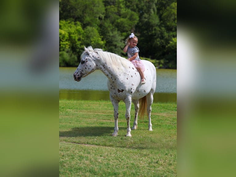 Pony of the Americas Merrie 14 Jaar  in Terrell