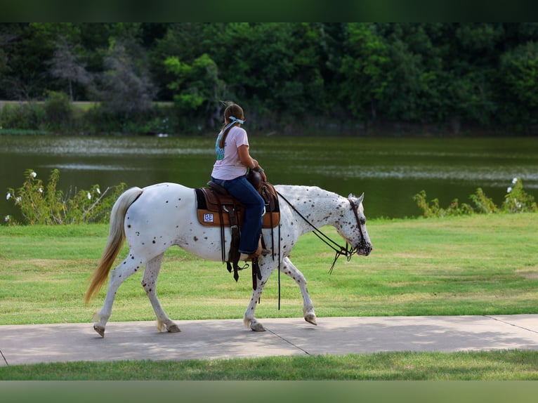 Pony of the Americas Merrie 14 Jaar  in Terrell