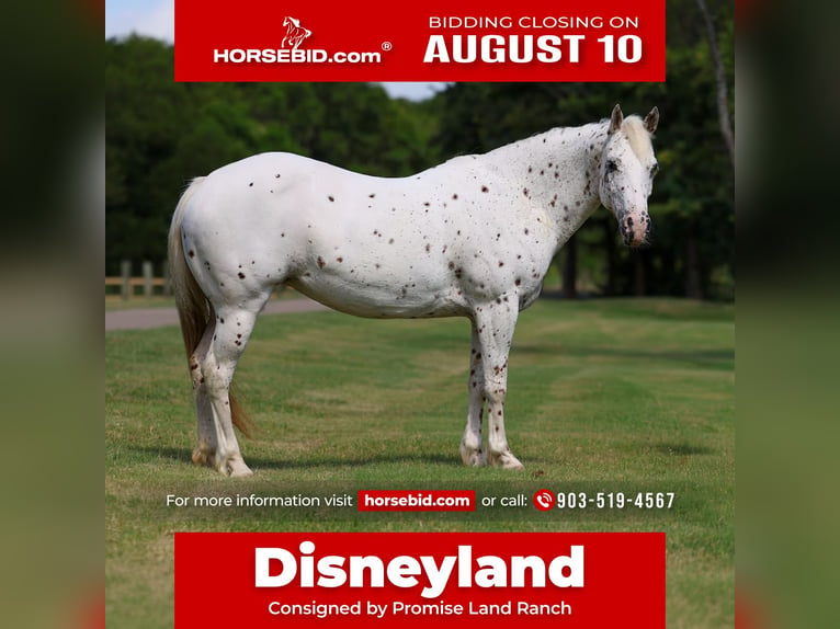 Pony of the Americas Merrie 14 Jaar  in Terrell