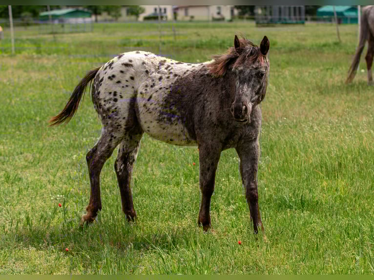 Pony of the Americas Merrie 2 Jaar 140 cm Zwart in Quitzdorf am See
