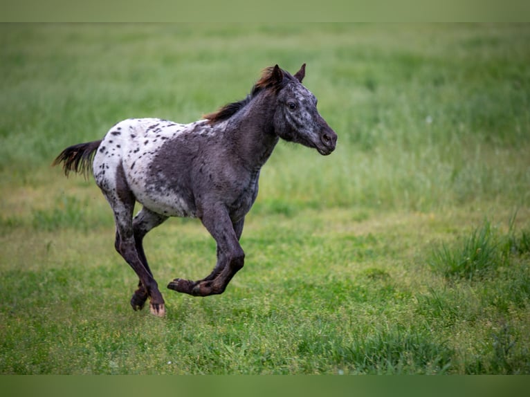 Pony of the Americas Merrie 2 Jaar 140 cm Zwart in Quitzdorf am See