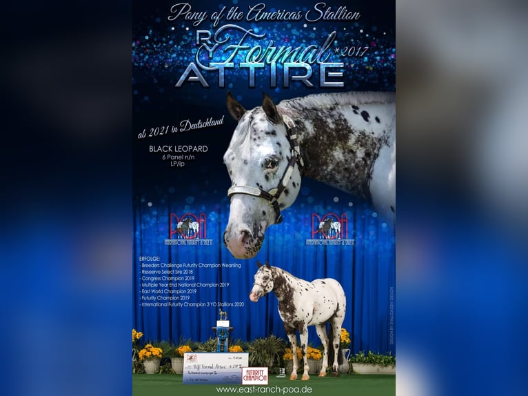 Pony of the Americas Merrie 2 Jaar 140 cm Zwart in Quitzdorf am See