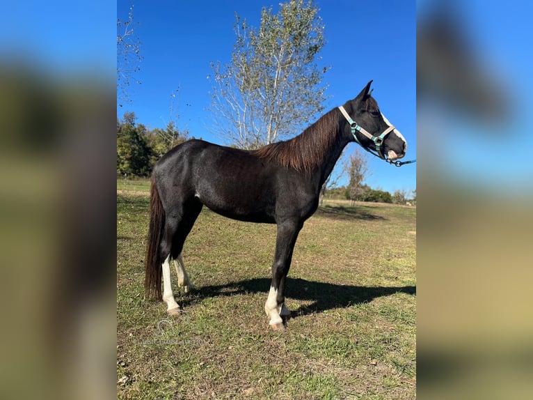 Pony of the Americas Merrie 3 Jaar 132 cm Zwart in Albany, KY