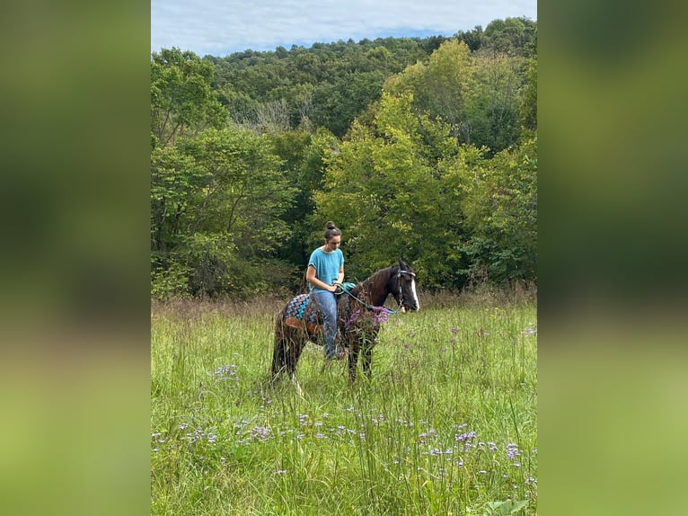 Pony of the Americas Merrie 3 Jaar 132 cm Zwart in Albany, KY