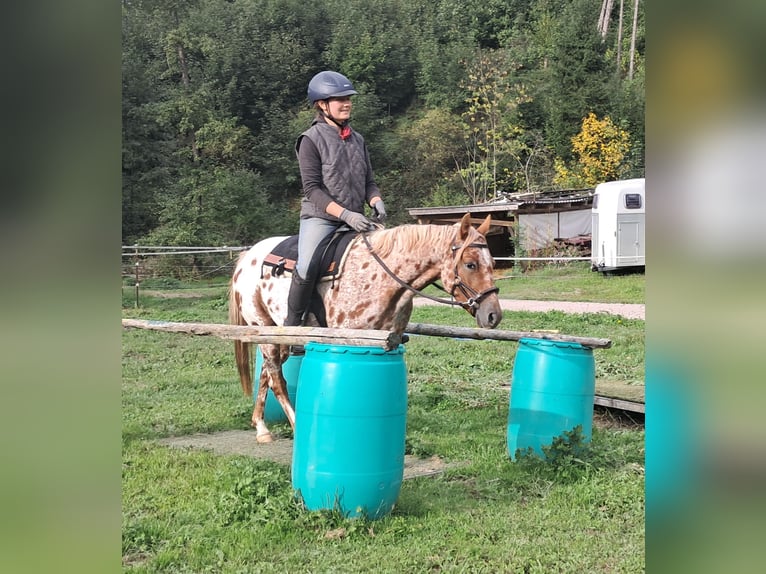 Pony of the Americas Merrie 3 Jaar 135 cm Appaloosa in Bayerbach