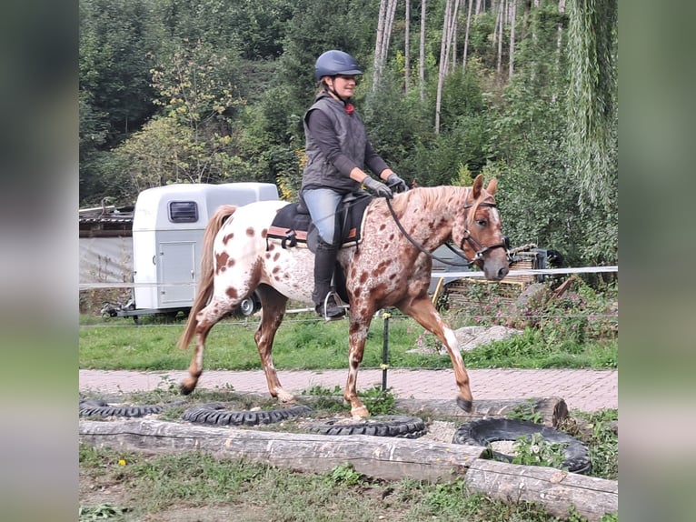 Pony of the Americas Merrie 3 Jaar 135 cm Appaloosa in Bayerbach