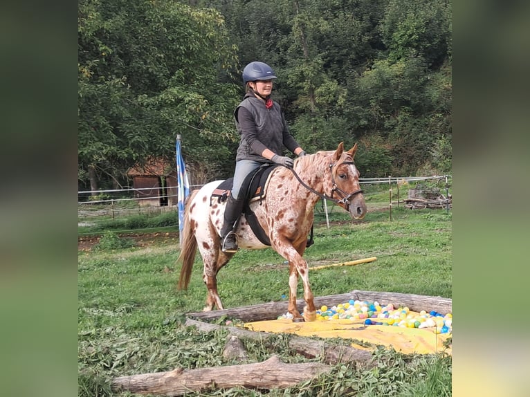 Pony of the Americas Merrie 3 Jaar 135 cm Appaloosa in Bayerbach