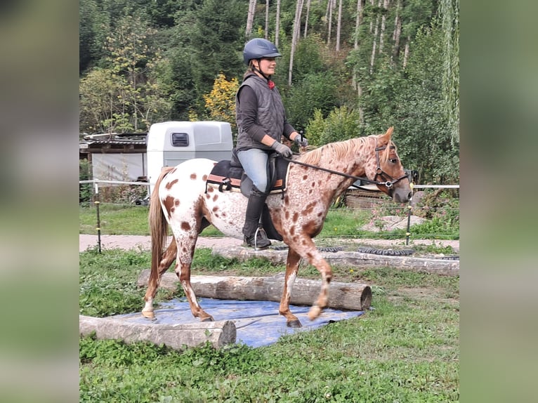 Pony of the Americas Merrie 3 Jaar 135 cm Appaloosa in Bayerbach