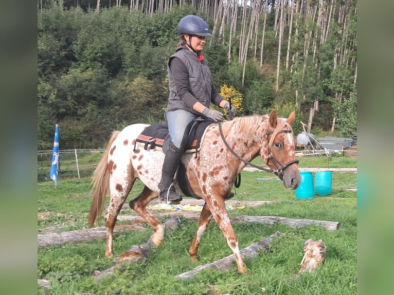 Pony of the Americas Merrie 3 Jaar 135 cm Appaloosa in Bayerbach