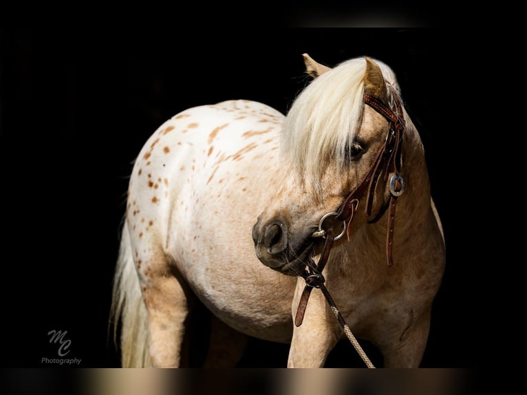 Pony of the Americas Merrie 4 Jaar 102 cm in Homedale, ID