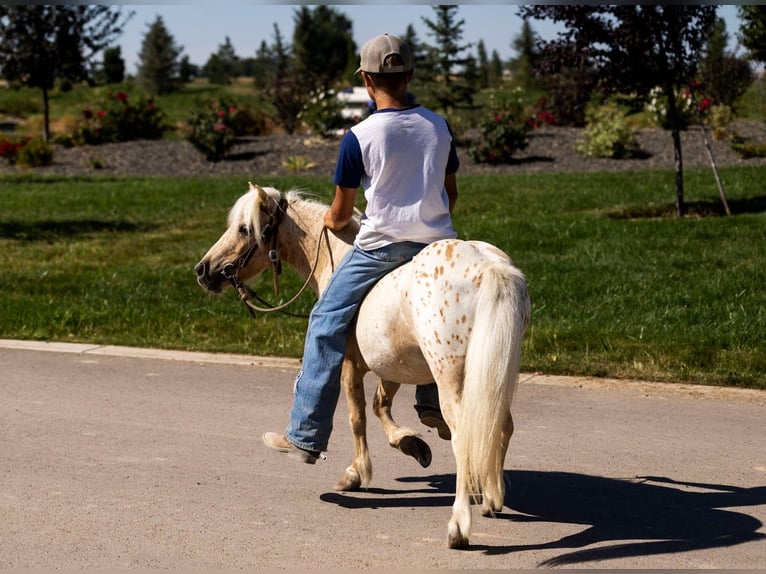 Pony of the Americas Merrie 4 Jaar 102 cm in Homedale, ID