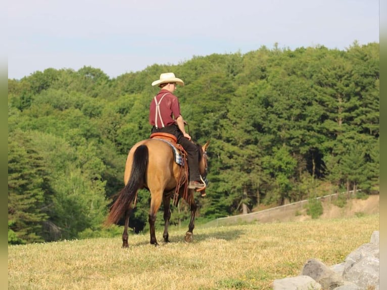 Pony of the Americas Merrie 4 Jaar 137 cm Buckskin in Allenwood, PA