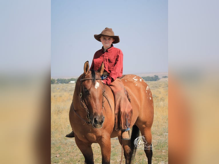 Pony of the Americas Merrie 4 Jaar 145 cm Falbe in Cody WY