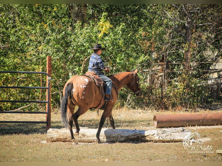 Pony of the Americas Merrie 4 Jaar 145 cm Falbe in Cody WY