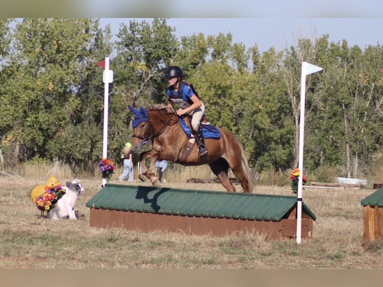 Pony of the Americas Merrie 5 Jaar 135 cm Donkere-vos in Wellington, co Pony of the Americas Merrie 5 Jaar 135 cm Donkere-vos in Wellington, co