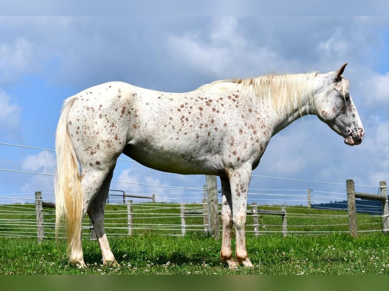 Pony of the Americas Merrie 5 Jaar 140 cm in Rebersburg, PA