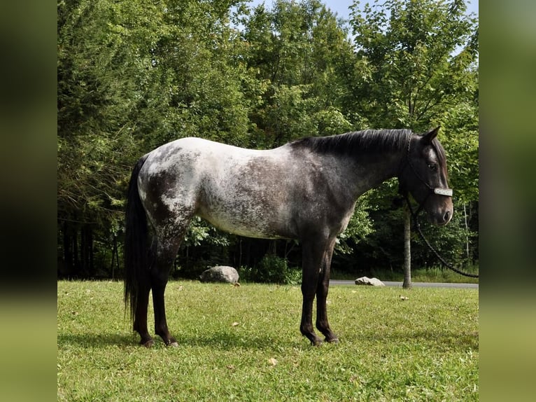 Pony of the Americas Merrie 5 Jaar 140 cm Zwart in Granville, MA