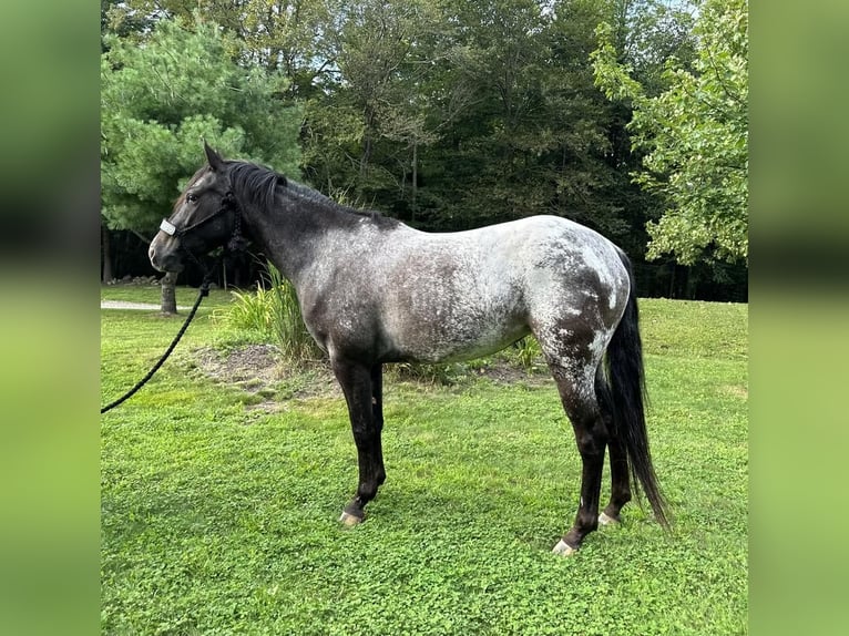 Pony of the Americas Merrie 5 Jaar 140 cm Zwart in Granville, MA