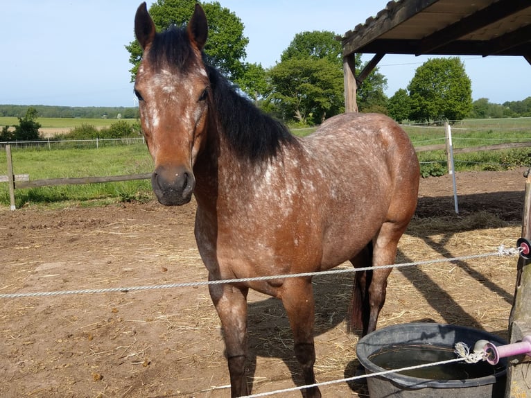 Pony of the Americas Merrie 6 Jaar 135 cm Bruin in Weede