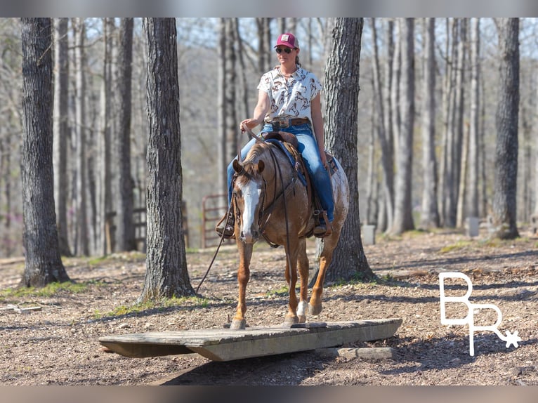 Pony of the Americas Merrie 6 Jaar 142 cm Donkere-vos in Mountain Grove MO