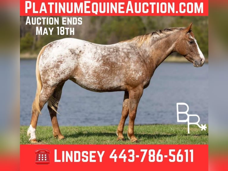 Pony of the Americas Merrie 6 Jaar 142 cm Donkere-vos in Mountain Grove MO