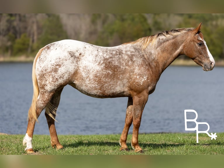 Pony of the Americas Merrie 6 Jaar 142 cm Donkere-vos in Mountain Grove MO