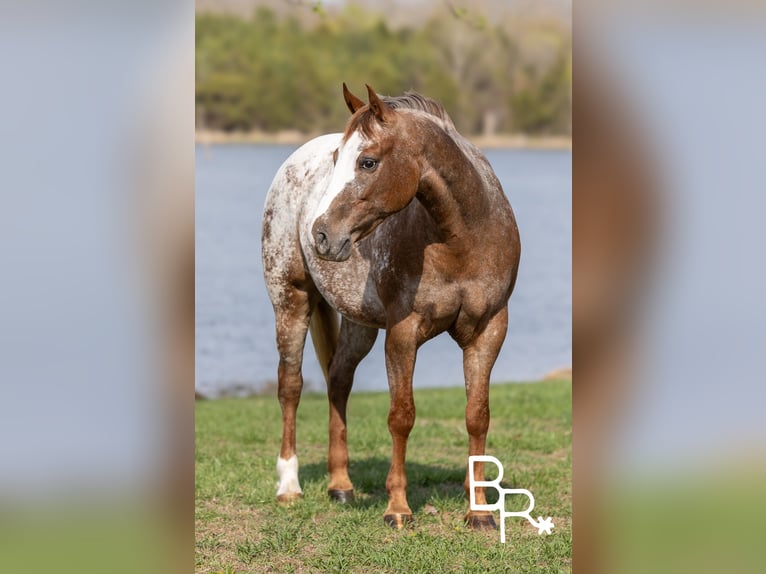 Pony of the Americas Merrie 6 Jaar 142 cm Donkere-vos in Mountain Grove MO