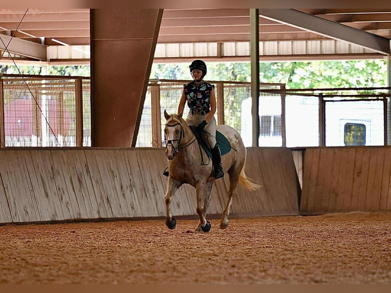 Pony of the Americas Merrie 6 Jaar 142 cm Palomino in Forney